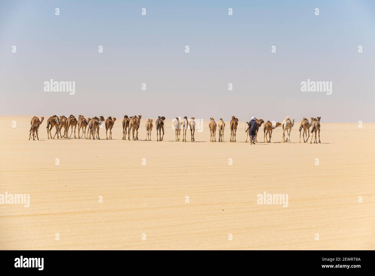 Camel caravan on the Djado Plateau, Sahara, Niger, Africa Stock Photo