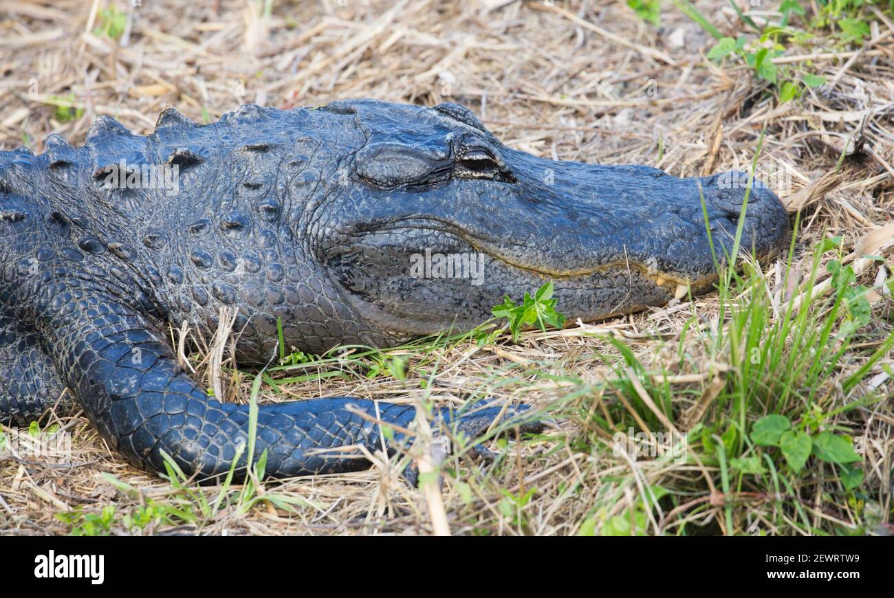 American alligator (Alligator mississippiensis), at rest beside the Anhinga Trail, Everglades National Park, Florida, United States of America Stock Photo