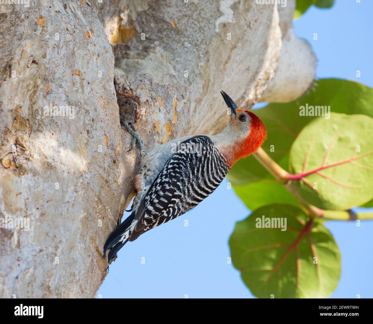Adult male red-bellied woodpecker (Melanerpes carolinus), clinging to tree, Key Vaca, Marathon, Florida Keys, Florida, United States of America Stock Photo