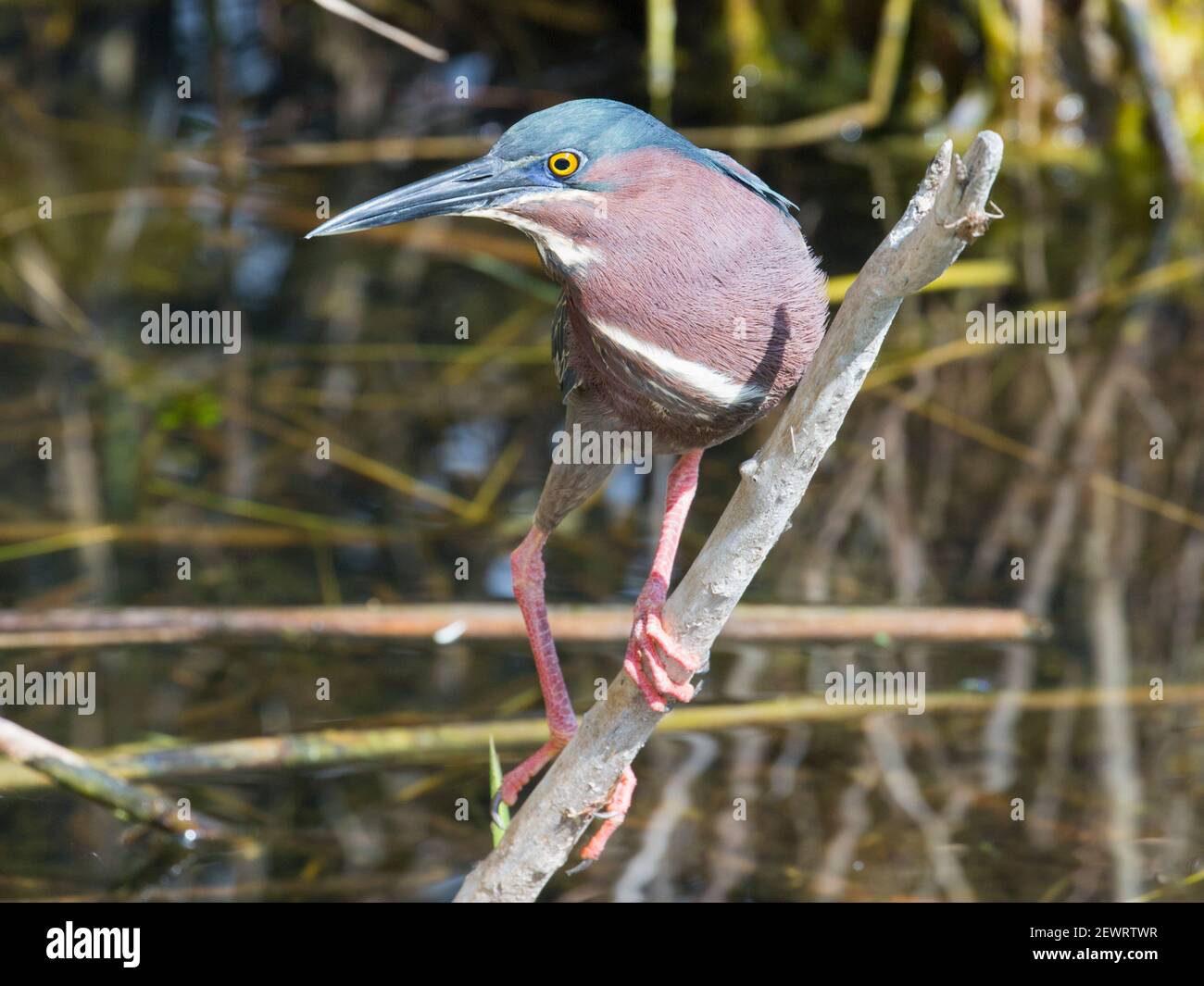 Green heron (Butorides virescens), perching over water beside the Anhinga Trail, Everglades National Park, Florida, United States of America Stock Photo
