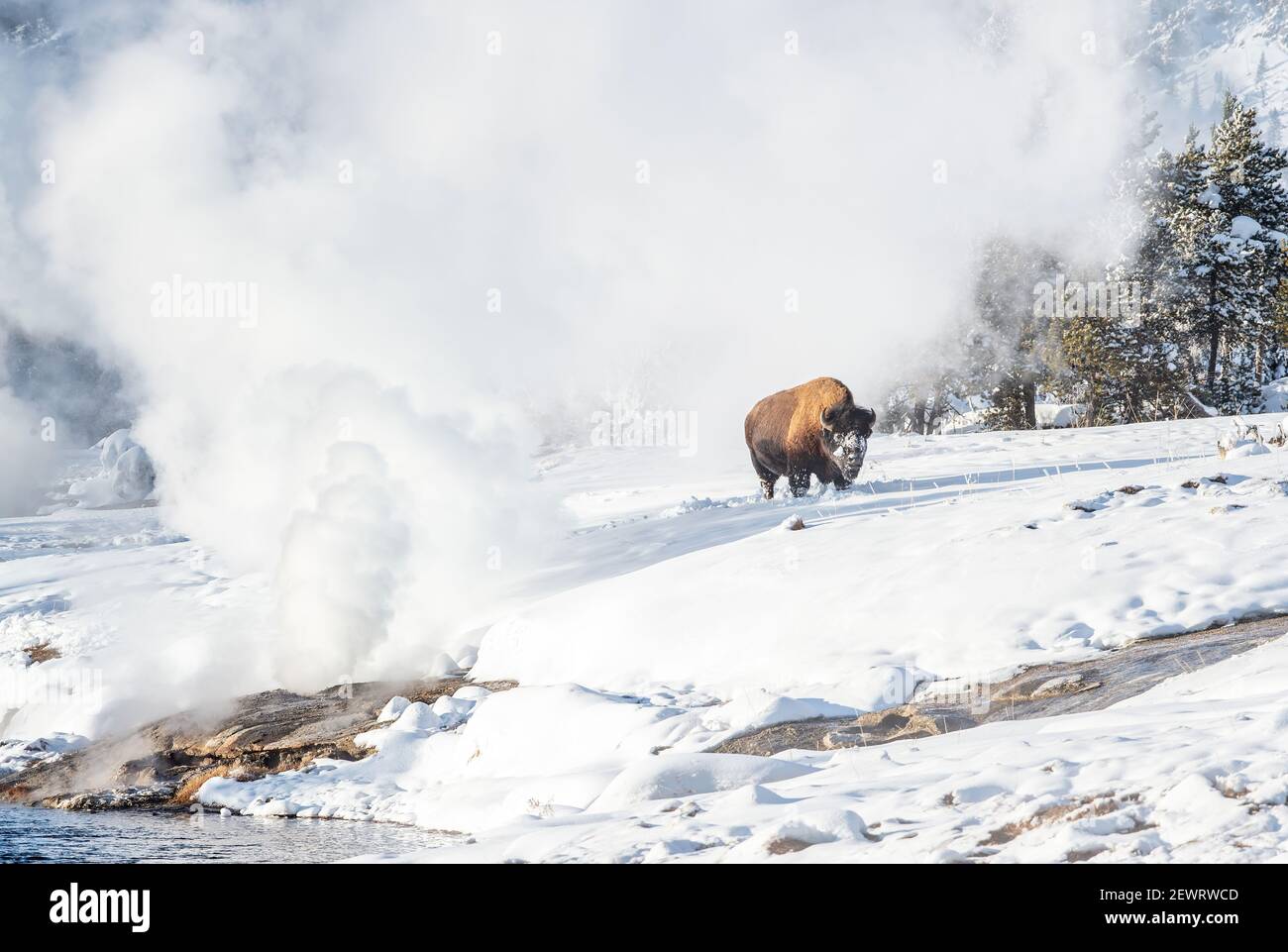 Bison (Bison bison) in snow with geyser, Yellowstone National Park, UNESCO World Heritage Site, Wyoming, United States of America, North America Stock Photo