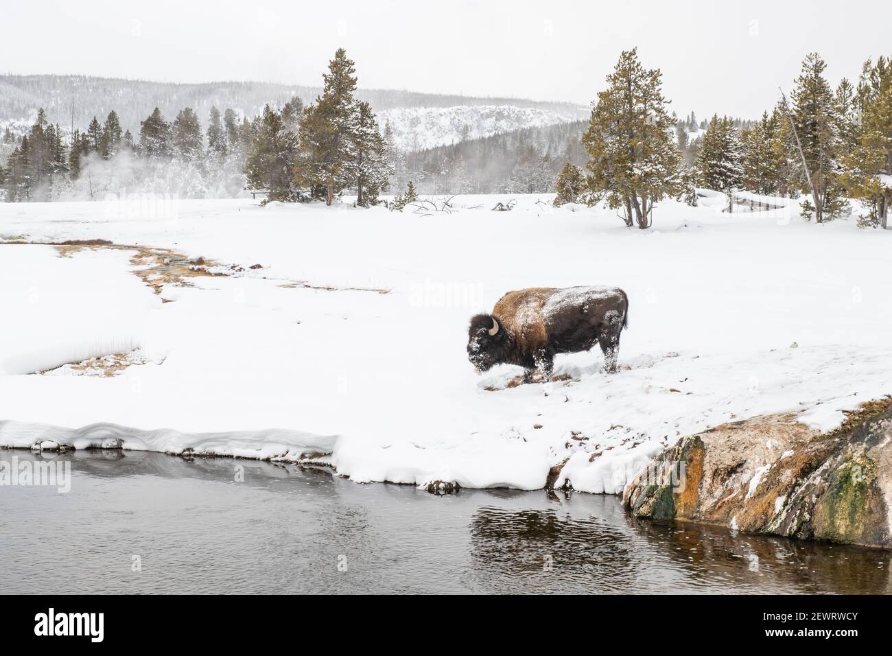 Snow covered bison (Bison biso), on the river bank, Yellowstone National Park, UNESCO World Heritage Site, Wyoming, United States of America Stock Photo