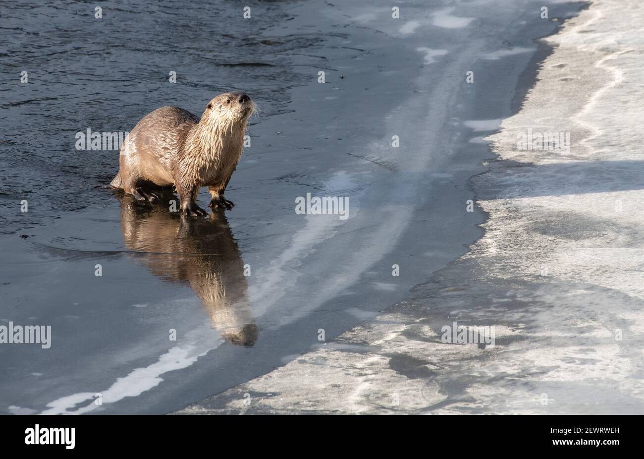 River otter (Lontra canadensis), standing on ice, with reflection, Yellowstone National Park, UNESCO World Heritage Site, Wyoming Stock Photo