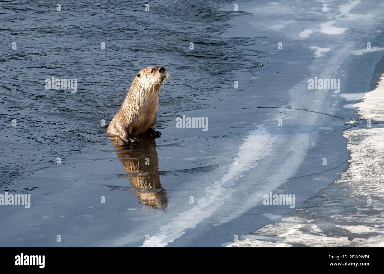 River otter (Lontra canadensis), peering over ice, with reflection, Yellowstone National Park, UNESCO World Heritage Site, Wyoming Stock Photo