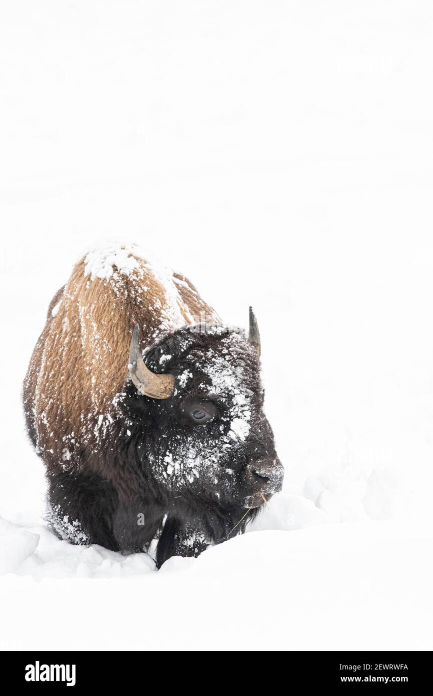 Vertical of American Bison (Bison bison), covered in snow, Montana, United States of America, North America Stock Photo