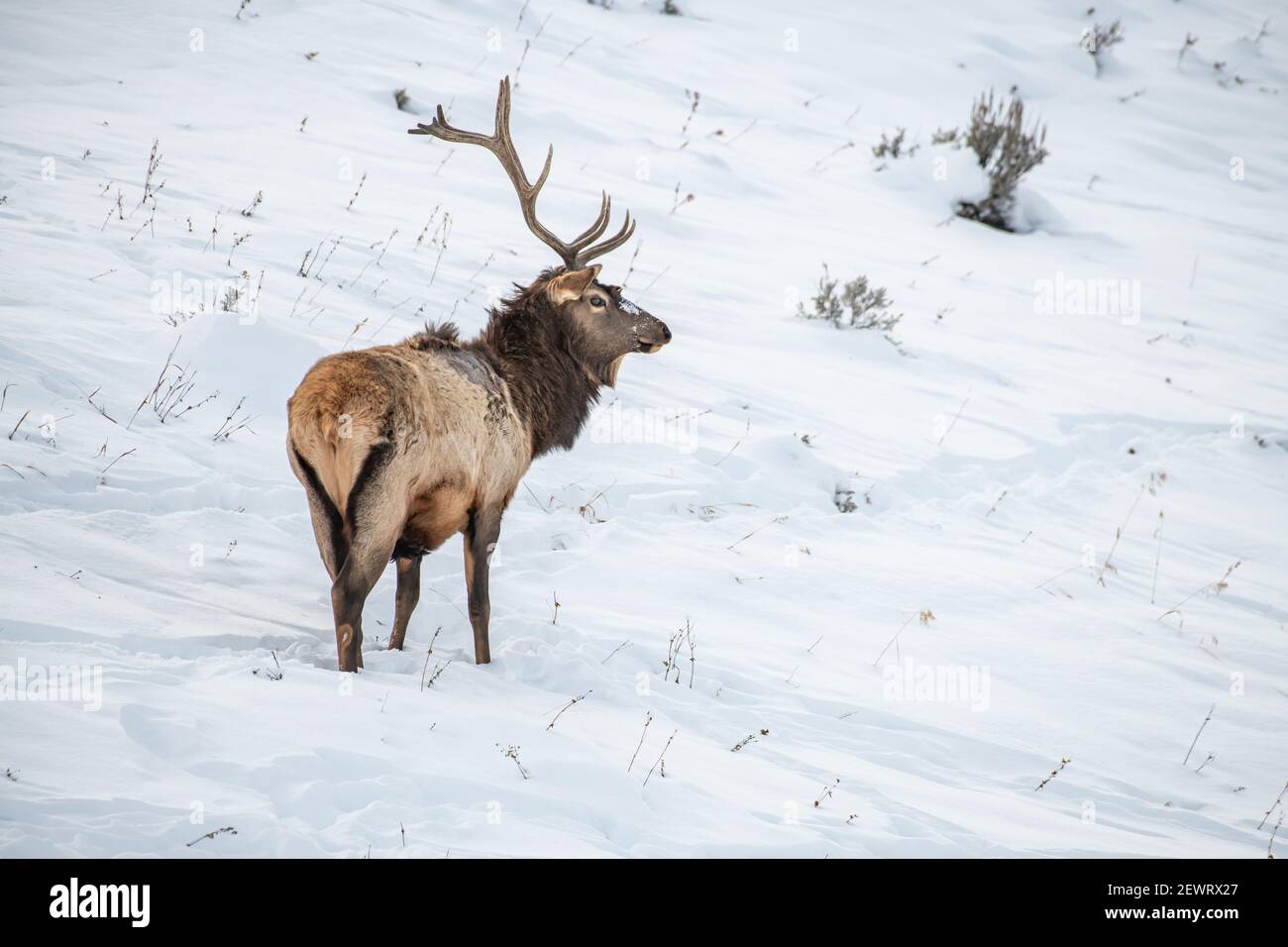 Bull elk (Cervus canadensis), in the snow, Yellowstone National Park, UNESCO World Heritage Site, Wyoming, United States of America, North America Stock Photo