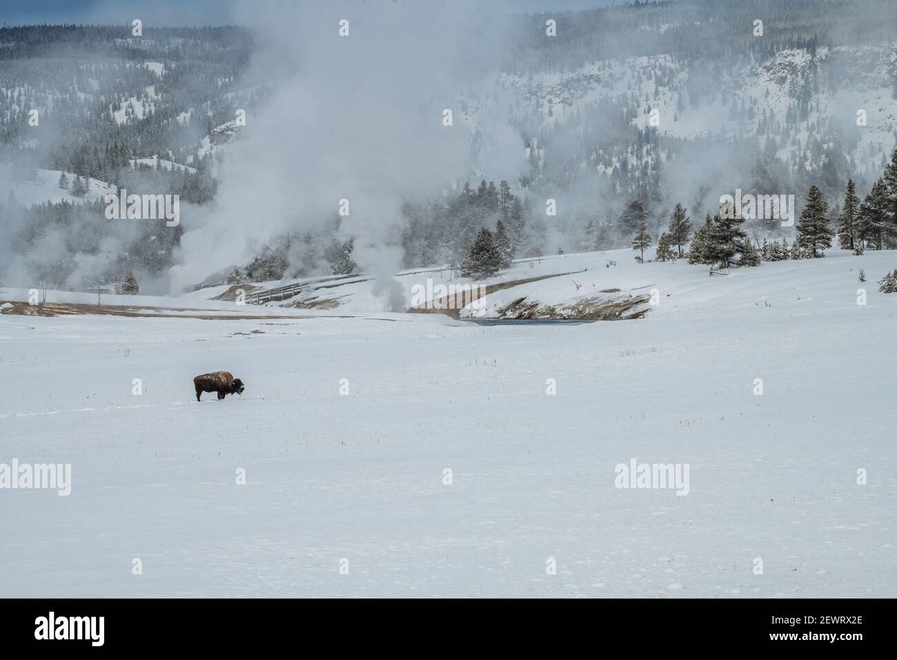 Lone American bison with steaming thermal features in the snow, Yellowstone National Park, UNESCO World Heritage Site, Wyoming Stock Photo