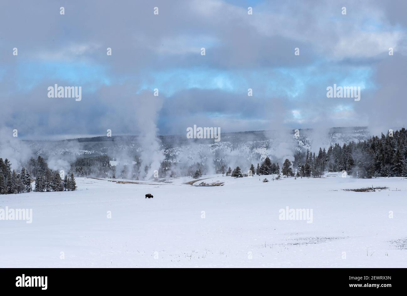 Lone American bison with steaming thermal features in the snow, Yellowstone National Park, UNESCO World Heritage Site, Wyoming Stock Photo