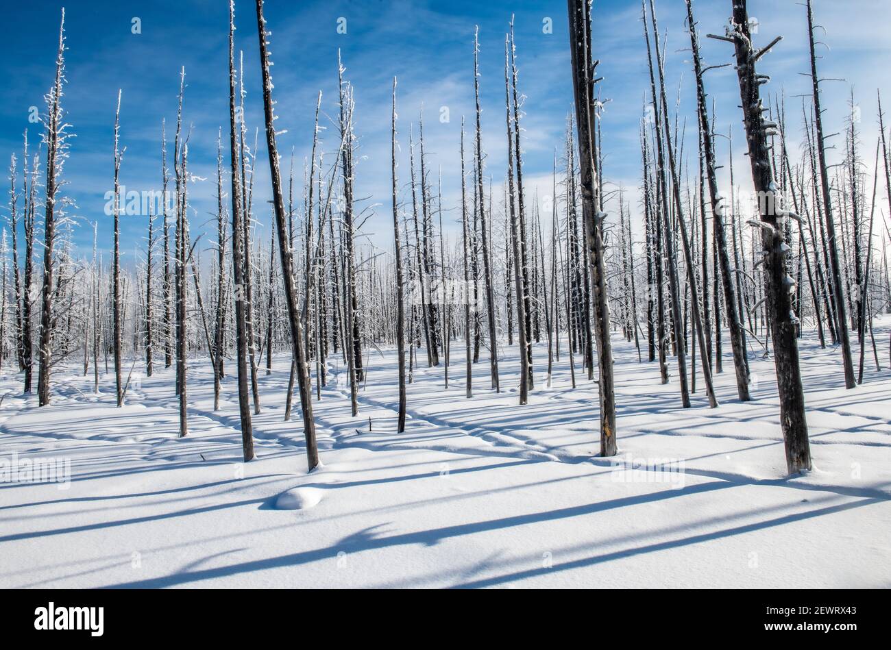 Trees and shadows in the snow, Yellowstone National Park, UNESCO World Heritage Site, Wyoming, United States of America, North America Stock Photo