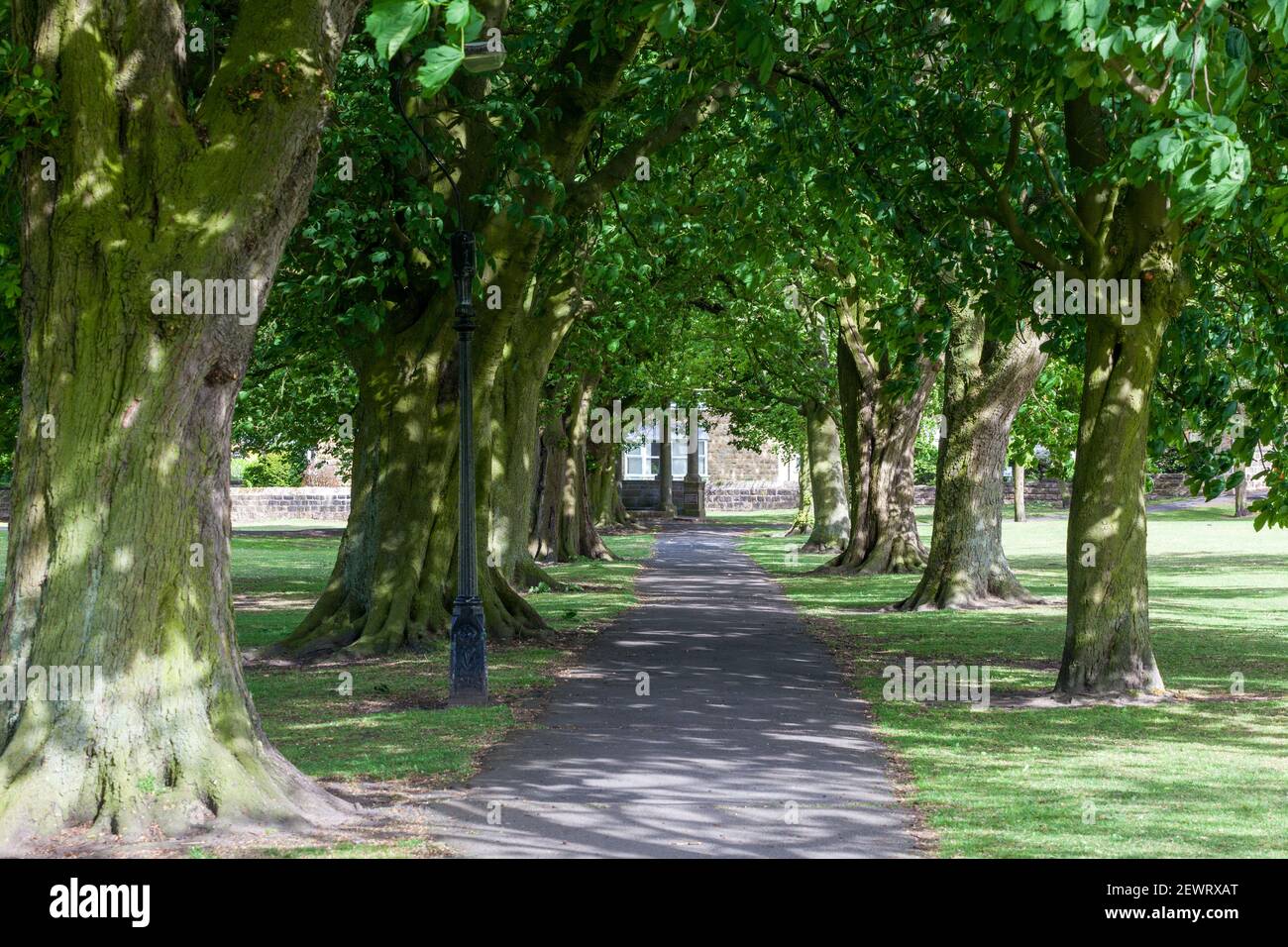 View along a path surrounded by an avenue of trees towards the Tewit Well on Harrogate Stray Stock Photo