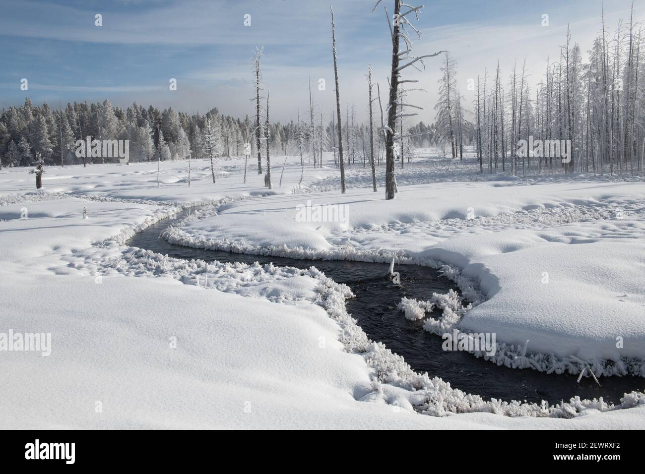 Snowscape with stream and trees, Yellowstone National Park, UNESCO World Heritage Site, Wyoming, United States of America, North America Stock Photo