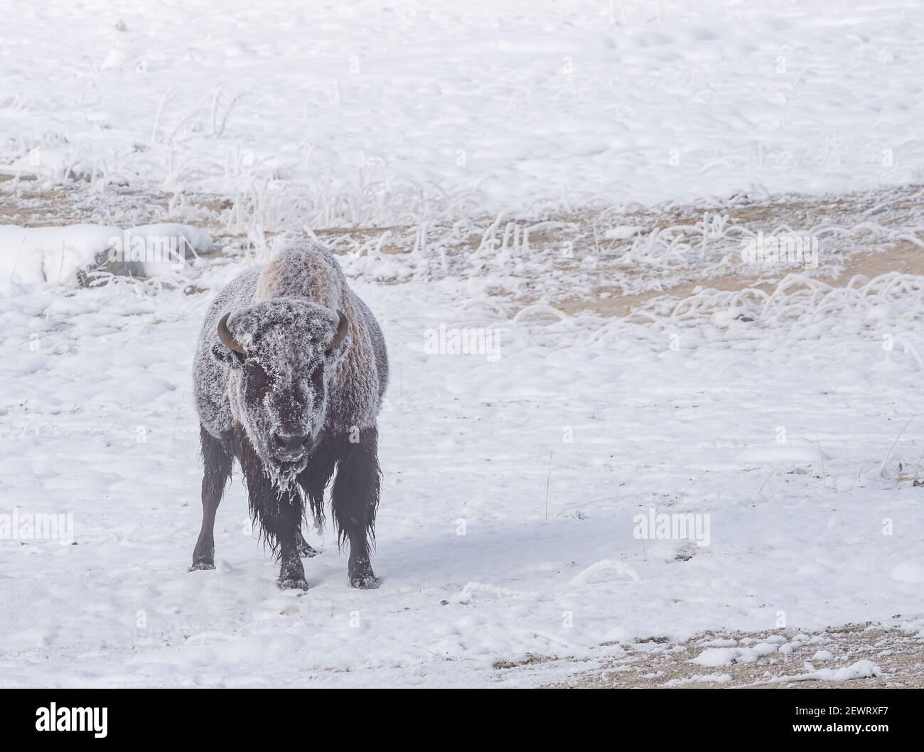Frozen bison (Bison bison), in snowy field, Yellowstone National Park, UNESCO World Heritage Site, Wyoming, United States of America, North America Stock Photo
