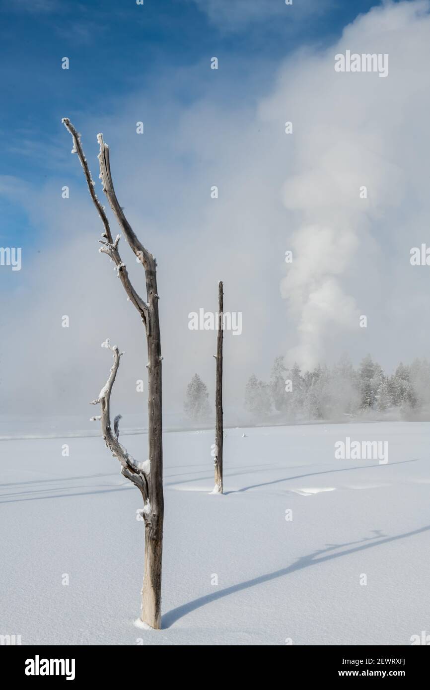 Dead trees in a snowscape with fog and geyser eruption, Yellowstone National Park, UNESCO World Heritage Site, Wyoming, United States of America Stock Photo