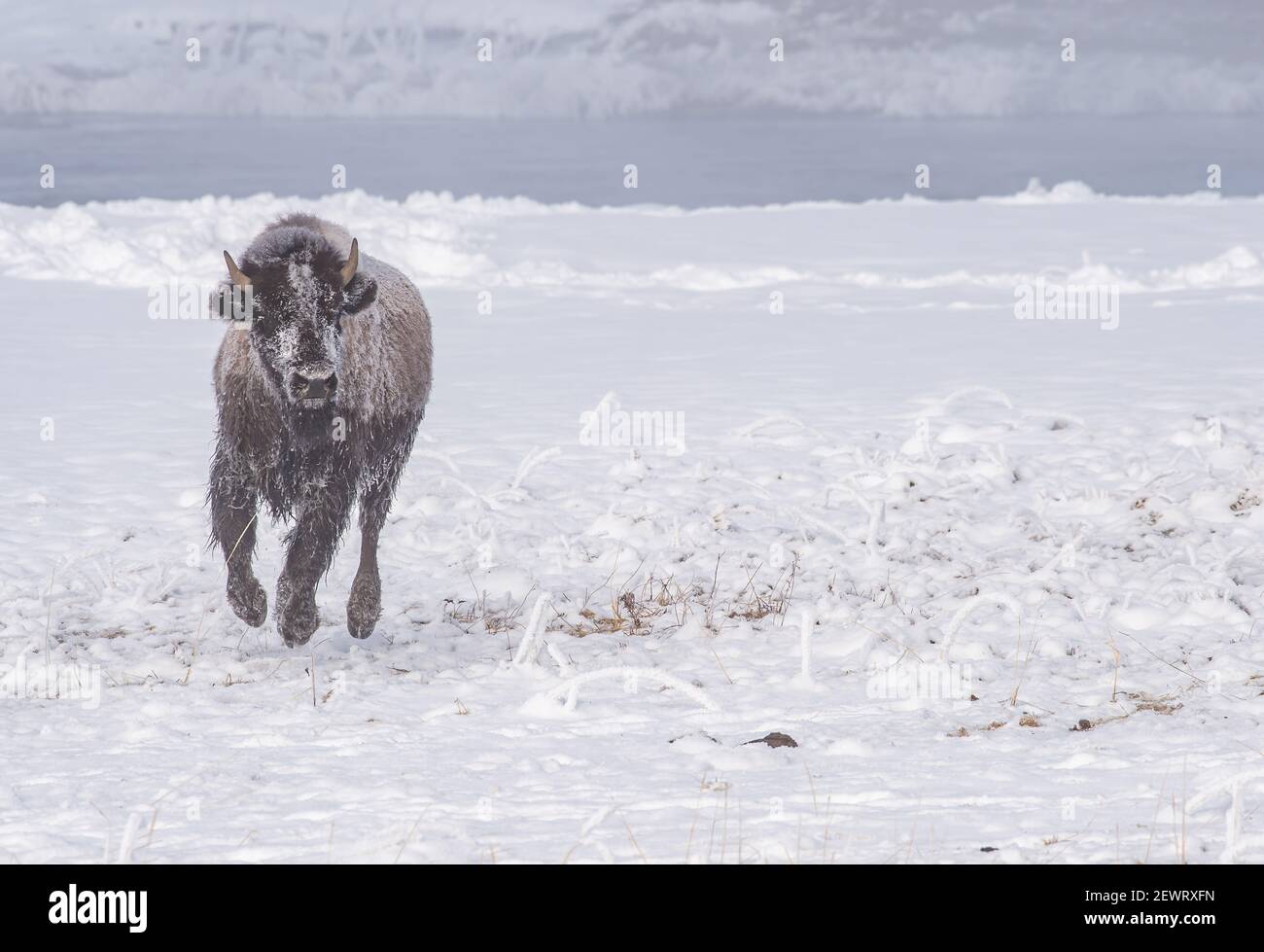 Frozen bison (Bison bison), running across snow, Yellowstone National Park, UNESCO World Heritage Site, Wyoming, United States of America Stock Photo