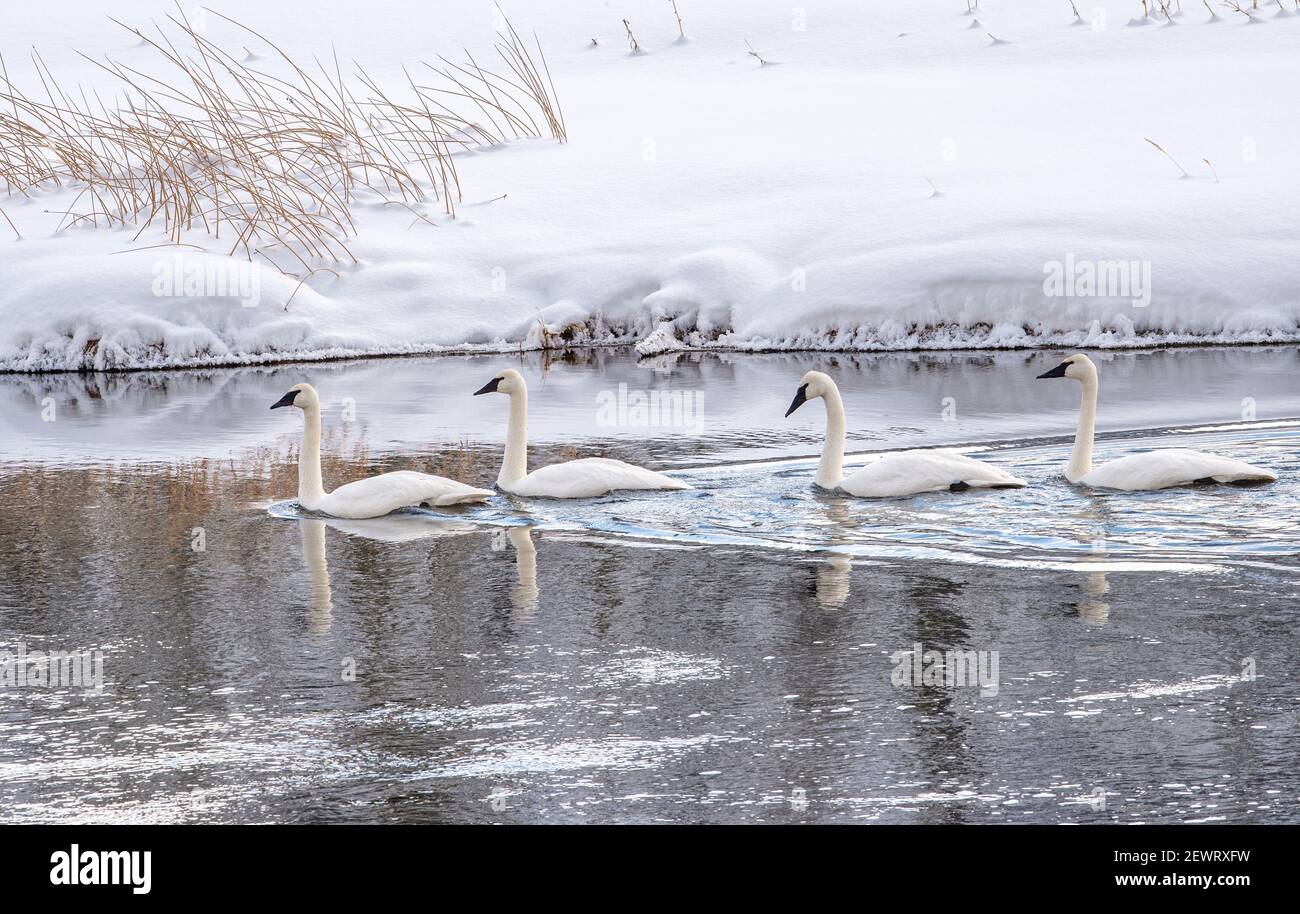 Four trumpeter swans (Cygnus buccinator), on the river with reflection, Yellowstone National Park, UNESCO World Heritage Site, Wyoming Stock Photo