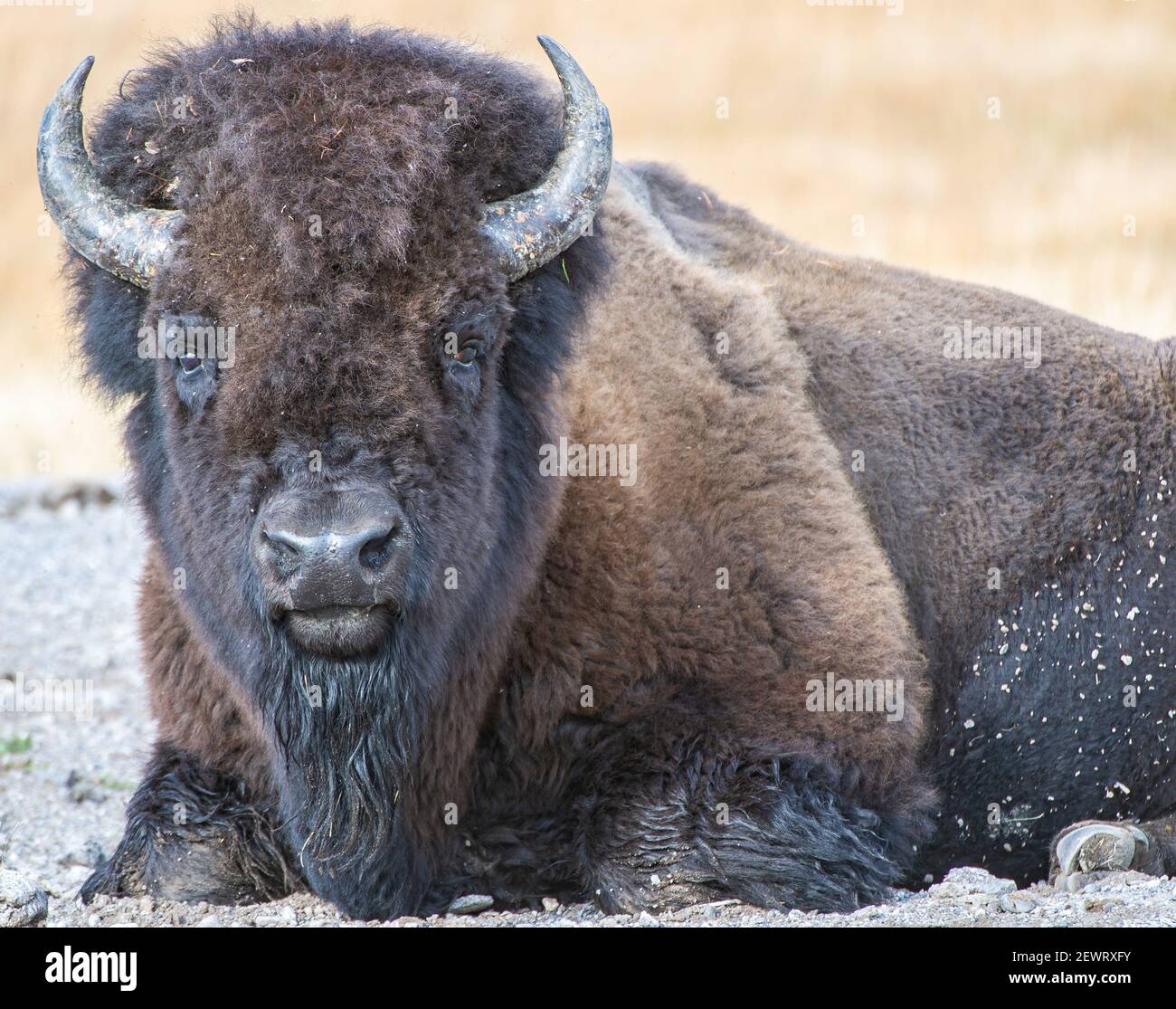 Close up of American Bison, Yellowstone National Park, UNESCO World Heritage Site, Wyoming, United States of America, North America Stock Photo