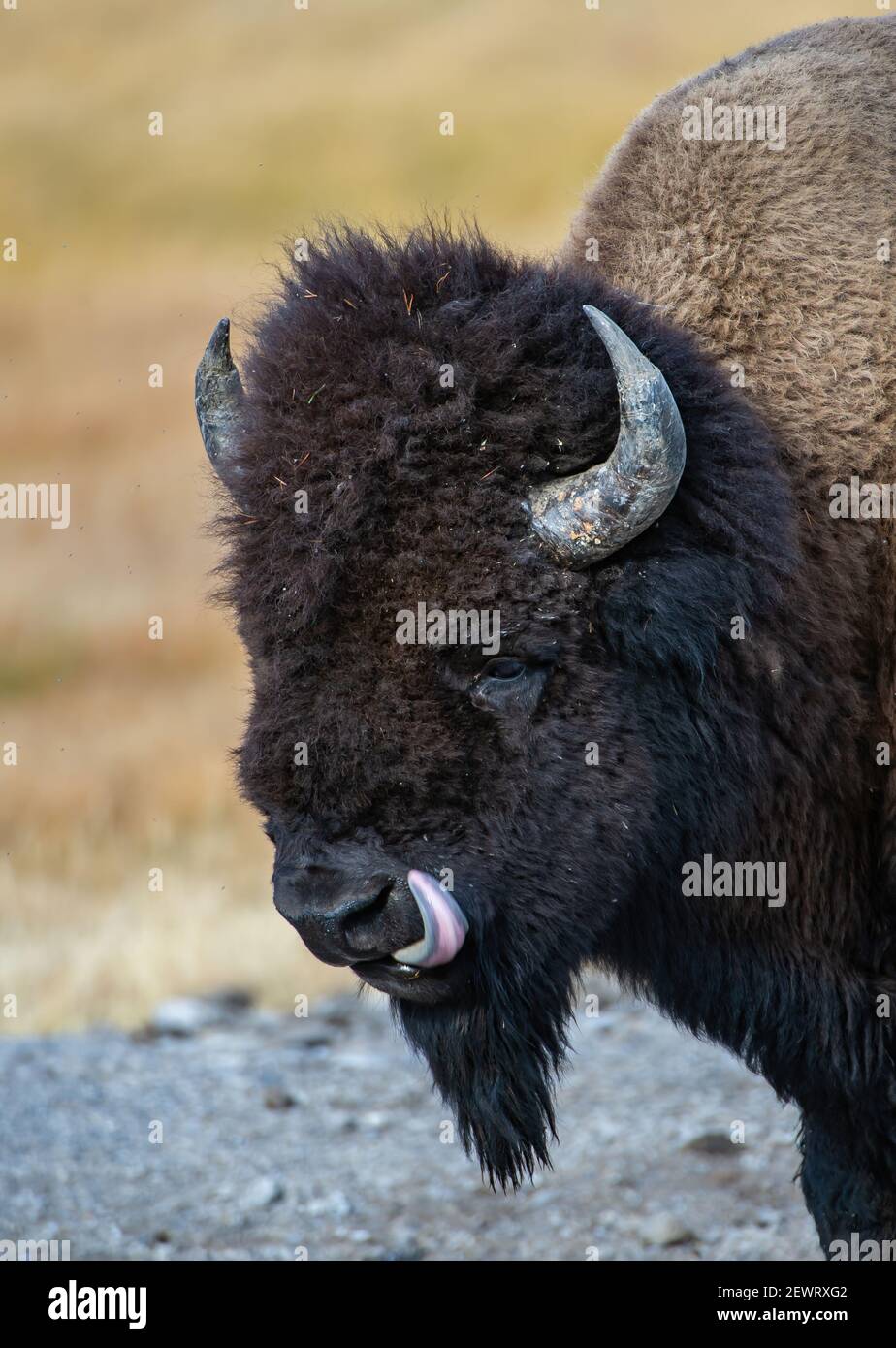 American Bison (Bison bison), profile sticking out tongue, Yellowstone National Park, UNESCO World Heritage Site, Wyoming, United States of America Stock Photo