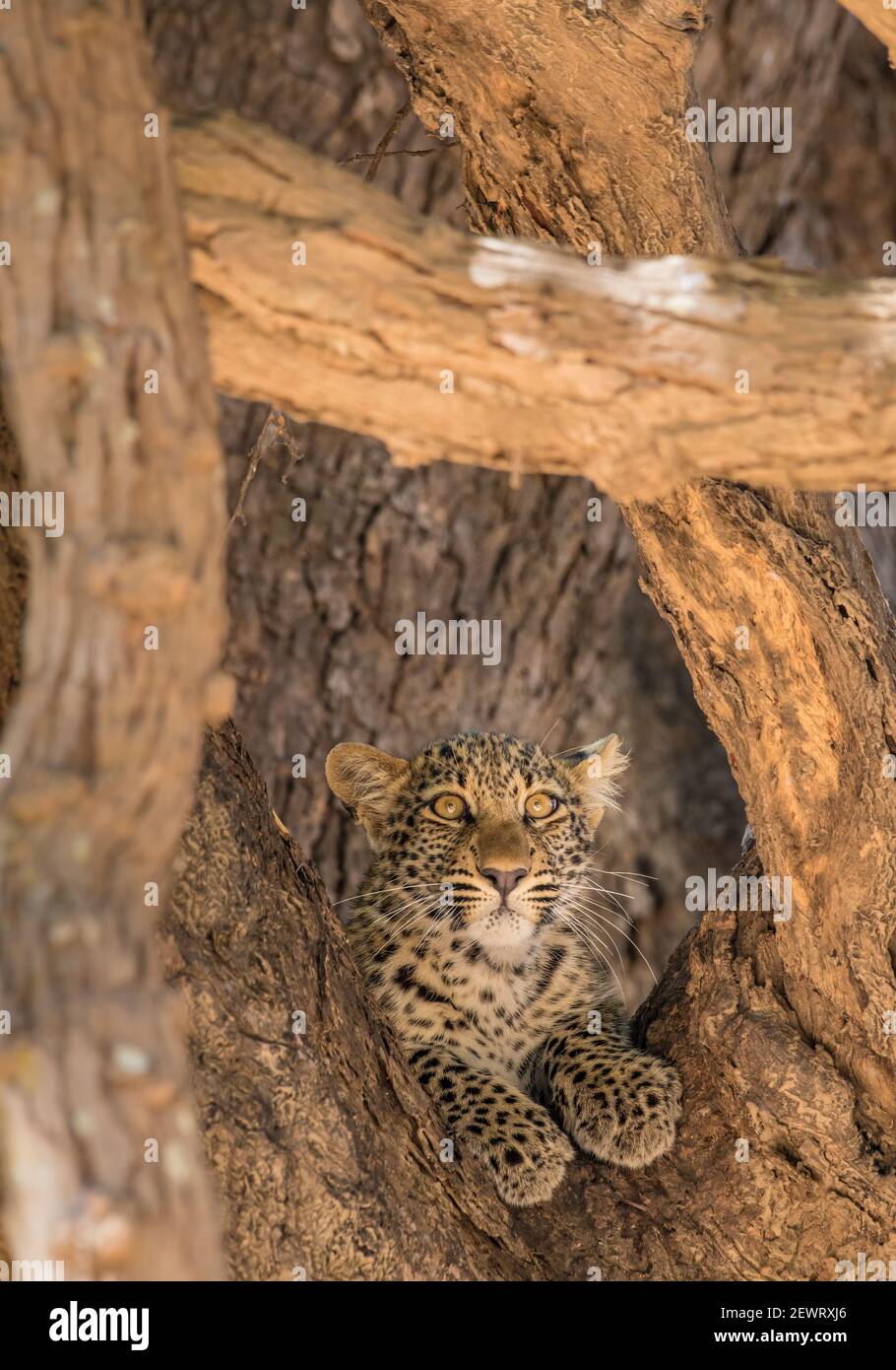 Young leopard (Panthera pardus), framed by branches, South Luangwa National Park, Zambia, Africa Stock Photo