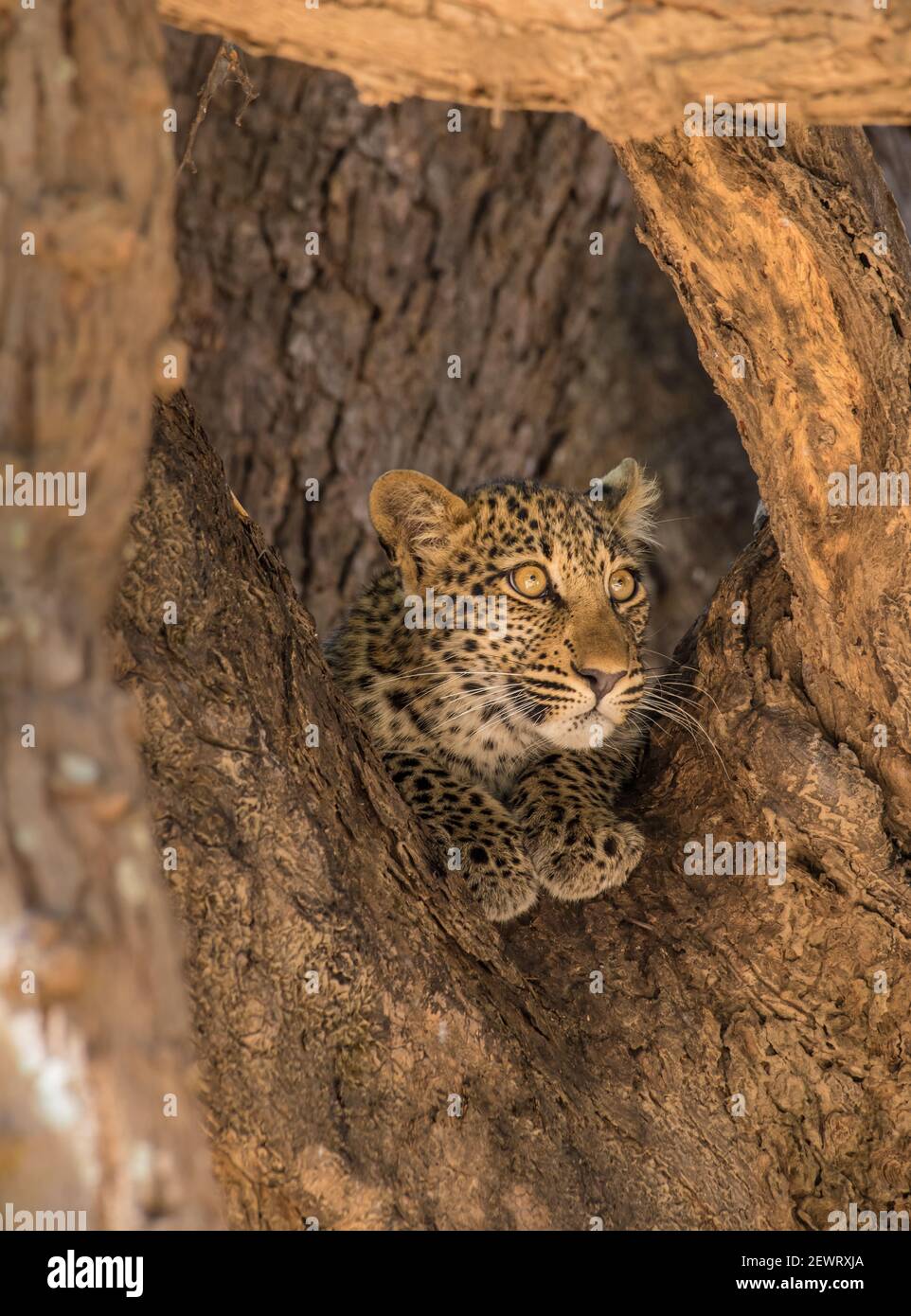 Young leopard (Panthera pardus), framed by branches, South Luangwa National Park, Zambia, Africa Stock Photo