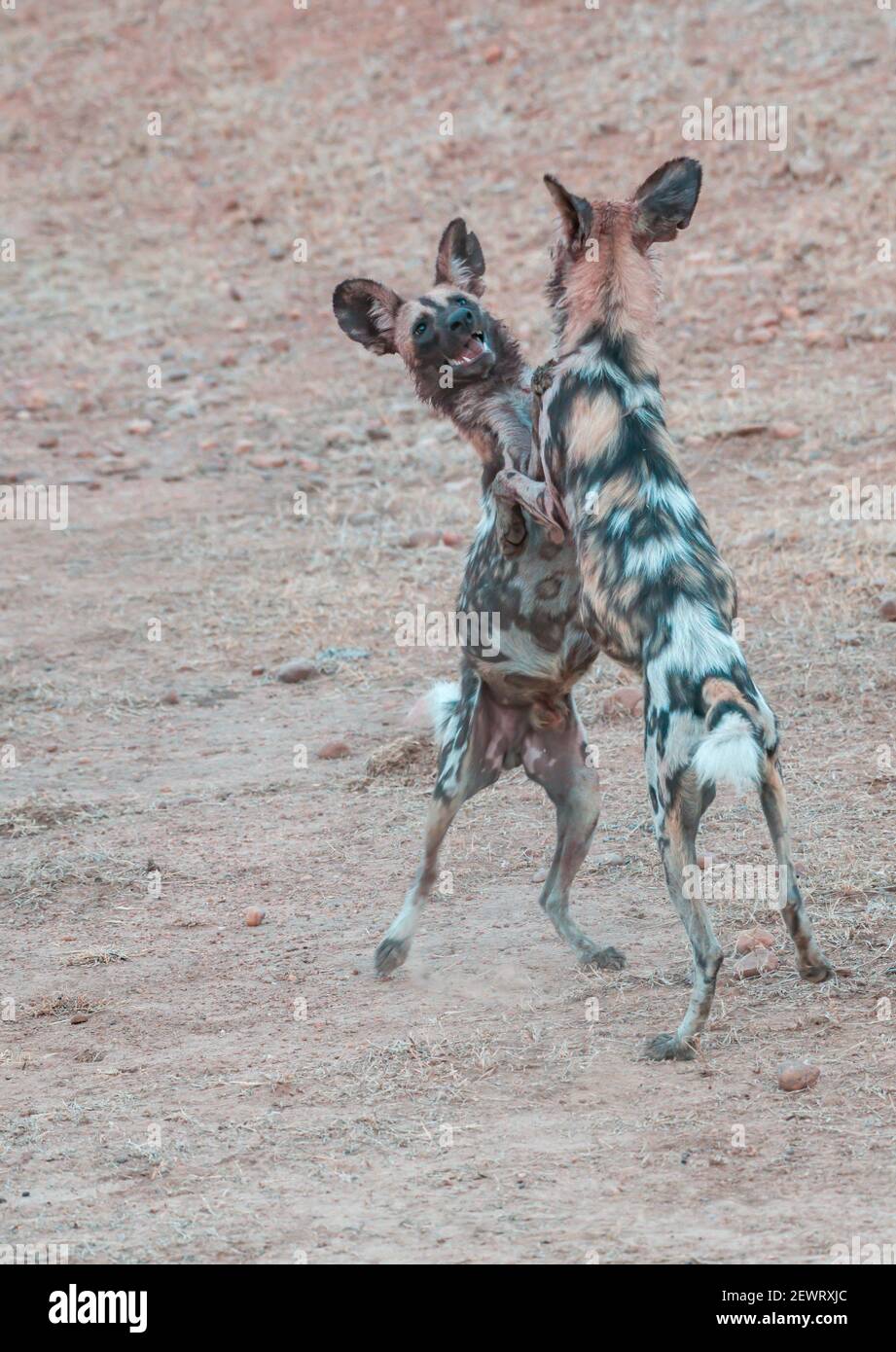 African wild dogs (Lycaon pictus), standing and playing, South Luangwa National Park, Zambia, Africa Stock Photo
