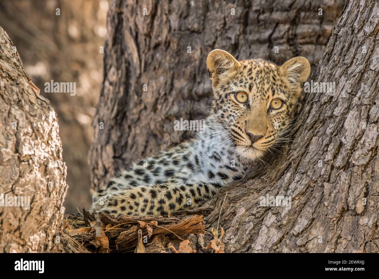 Young leopard (Panthera pardus) peering out from a tree, South Luangwa National Park, Zambia, Africa Stock Photo