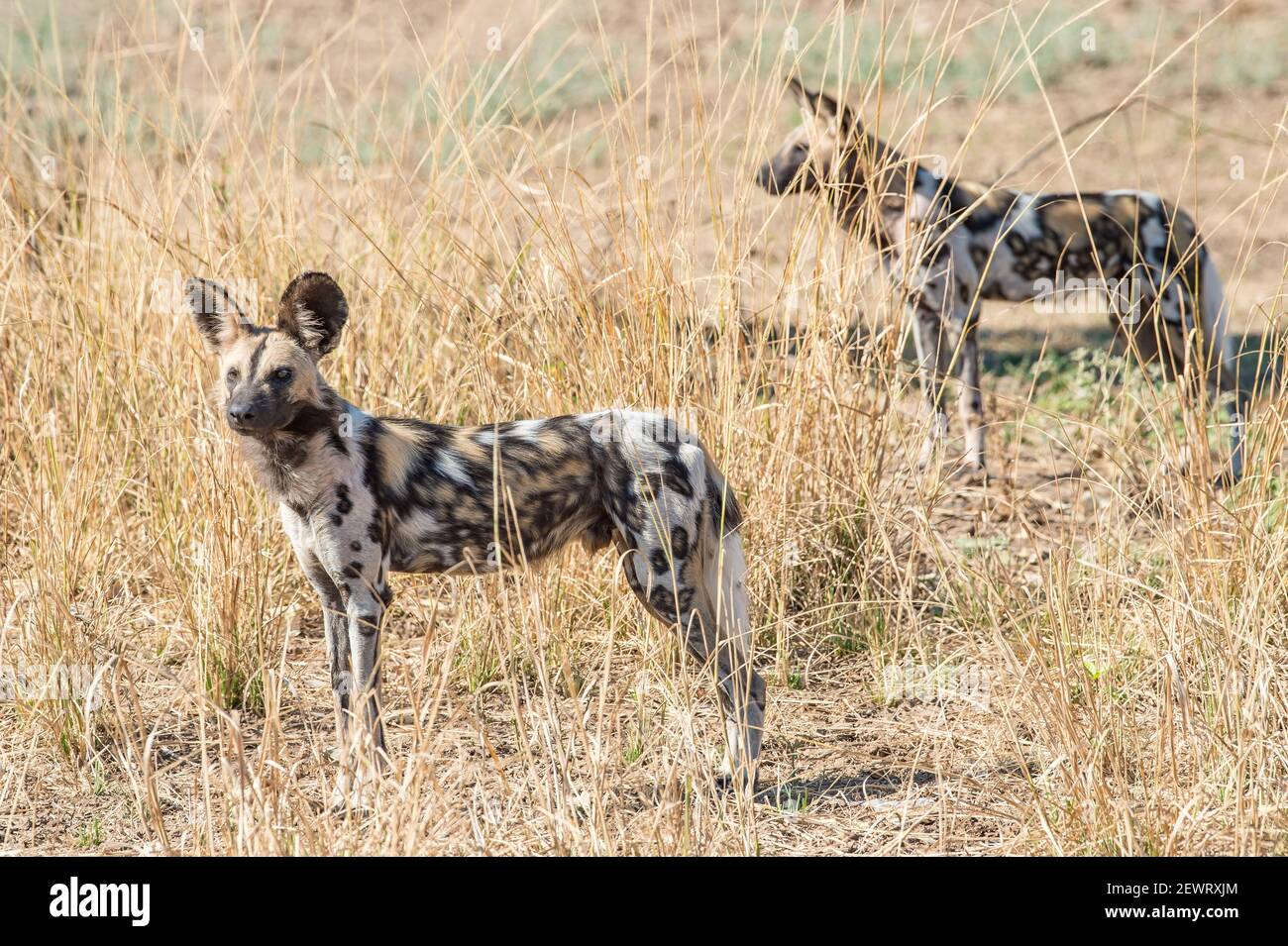 African wild dogs (Lycaon pictus), in the brush, South Luangwa National Park, Zambia, Africa Stock Photo