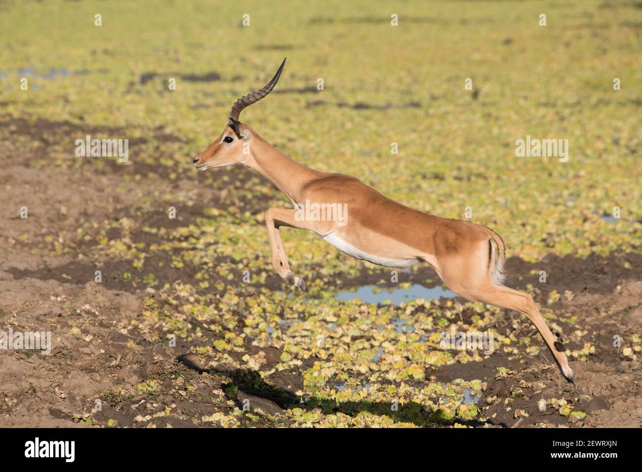 Male impala (Aepyceros melampus), jumping over water, South Luangwa National Park, Zambia, Africa Stock Photo