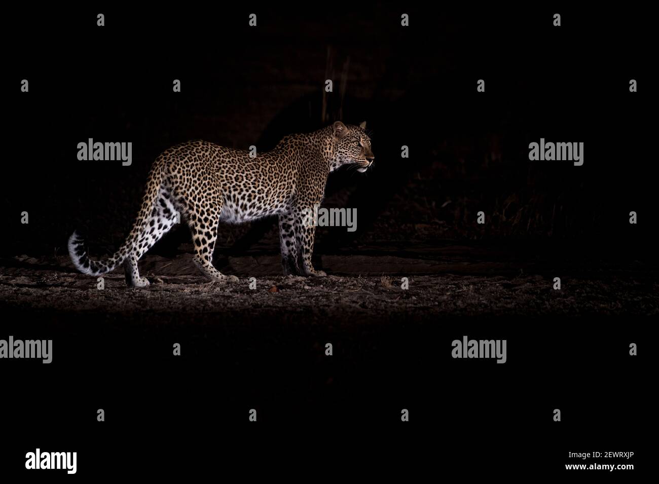Leopard at night (Panthera pardus), South Luangwa National Park, Zambia, Africa Stock Photo