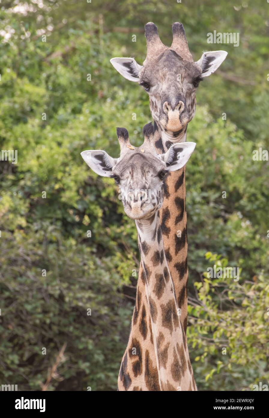 Close up of pair of giraffe (Giraffa), South Luangwa National Park, Zambia, Africa Stock Photo