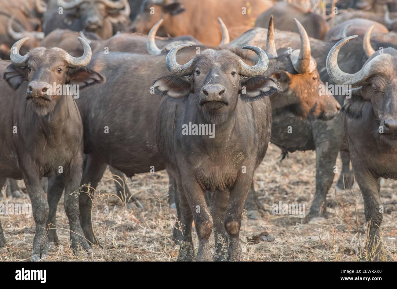 Herd of buffalo (Syncerus caffer), on alert, South Luangwa National Park, Zambia, Africa Stock Photo