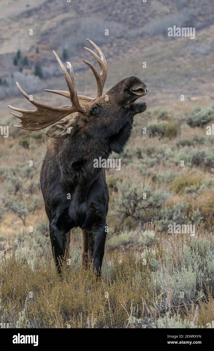 Bull moose (Alces alces), close up with open mouth, Grand Teton National Park, Wyoming, United States of America, North America Stock Photo