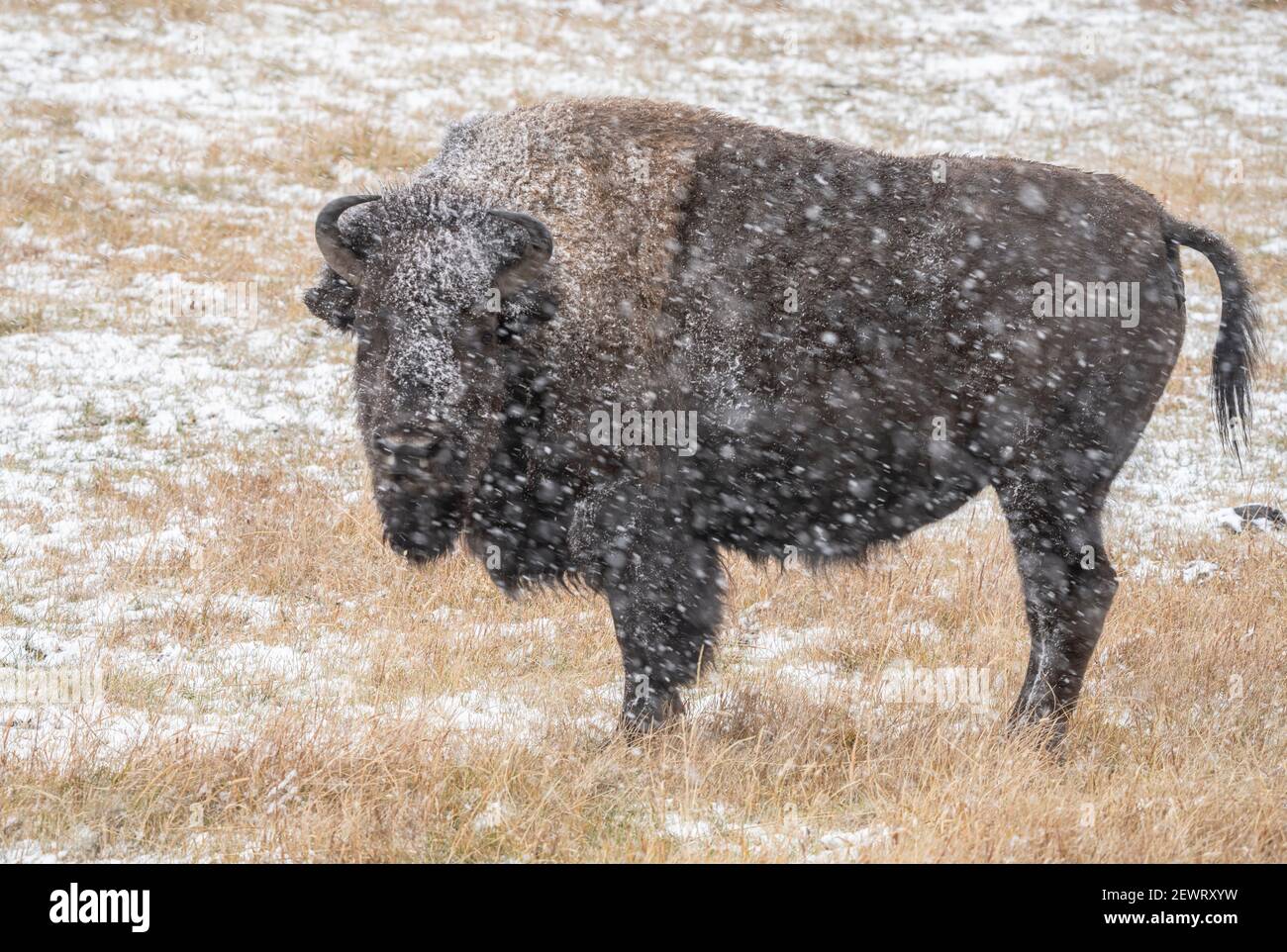 American bison (Bison bison), standing in snow storm, Grand Teton National Park, Wyoming, United States of America, North America Stock Photo