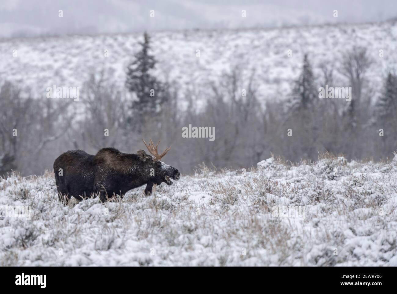Bull moose (Alces alces), in the snow with open mouth, Grand Teton National Park, Wyoming, United States of America, North America Stock Photo
