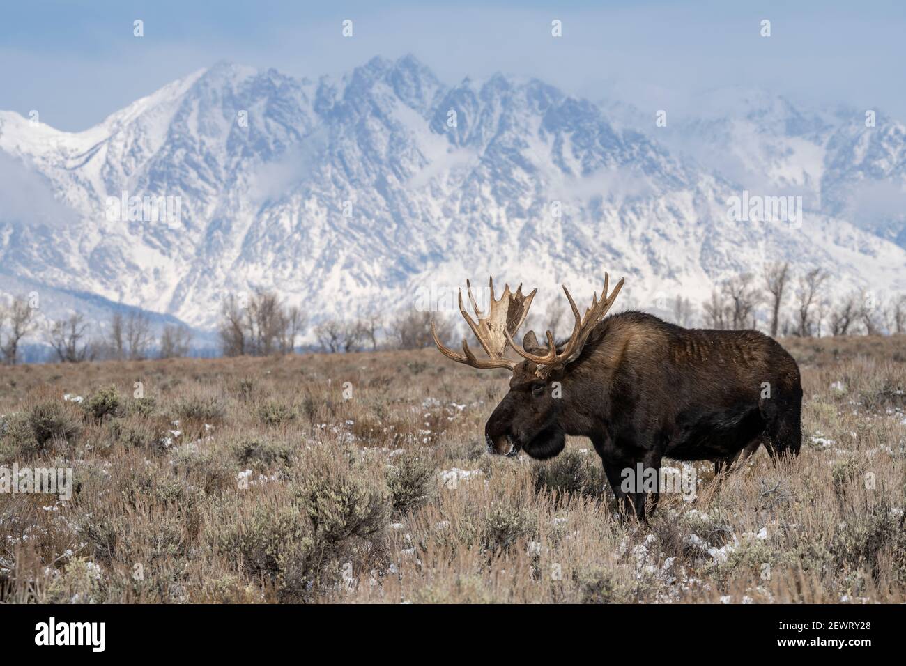 Bull moose (Alces alces), standing in front of Teton Range, Grand Teton National Park, Wyoming, United States of America, North America Stock Photo