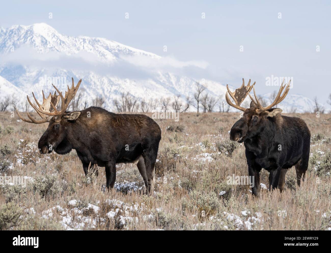 Two bull moose (Alces alces) standing in front of Teton Range, Grand Teton National Park, Wyoming, United States of America, North America Stock Photo
