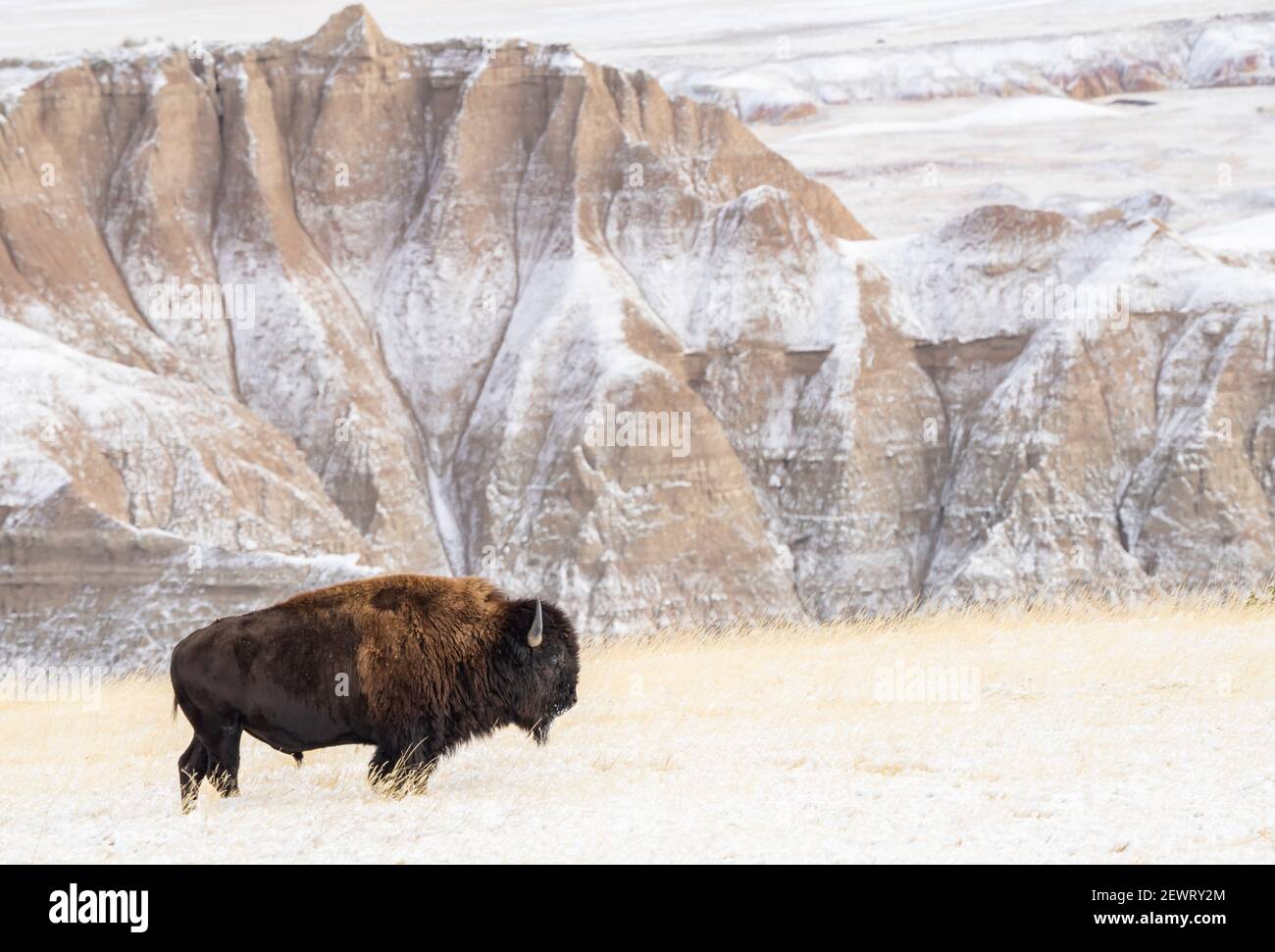 Profile of American Bison (Bison Bison) in the snow in the Badlands, Badlands National Park, South Dakota, United States Stock Photo