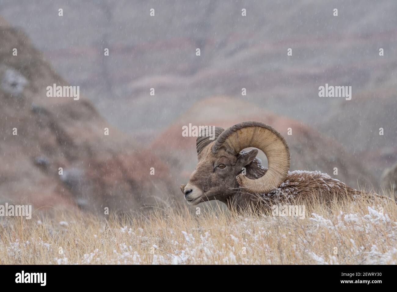 Bighorn sheep (Ovis canadensis) resting in the snow, Badlands National Park, South Dakota, United States of America, North America Stock Photo