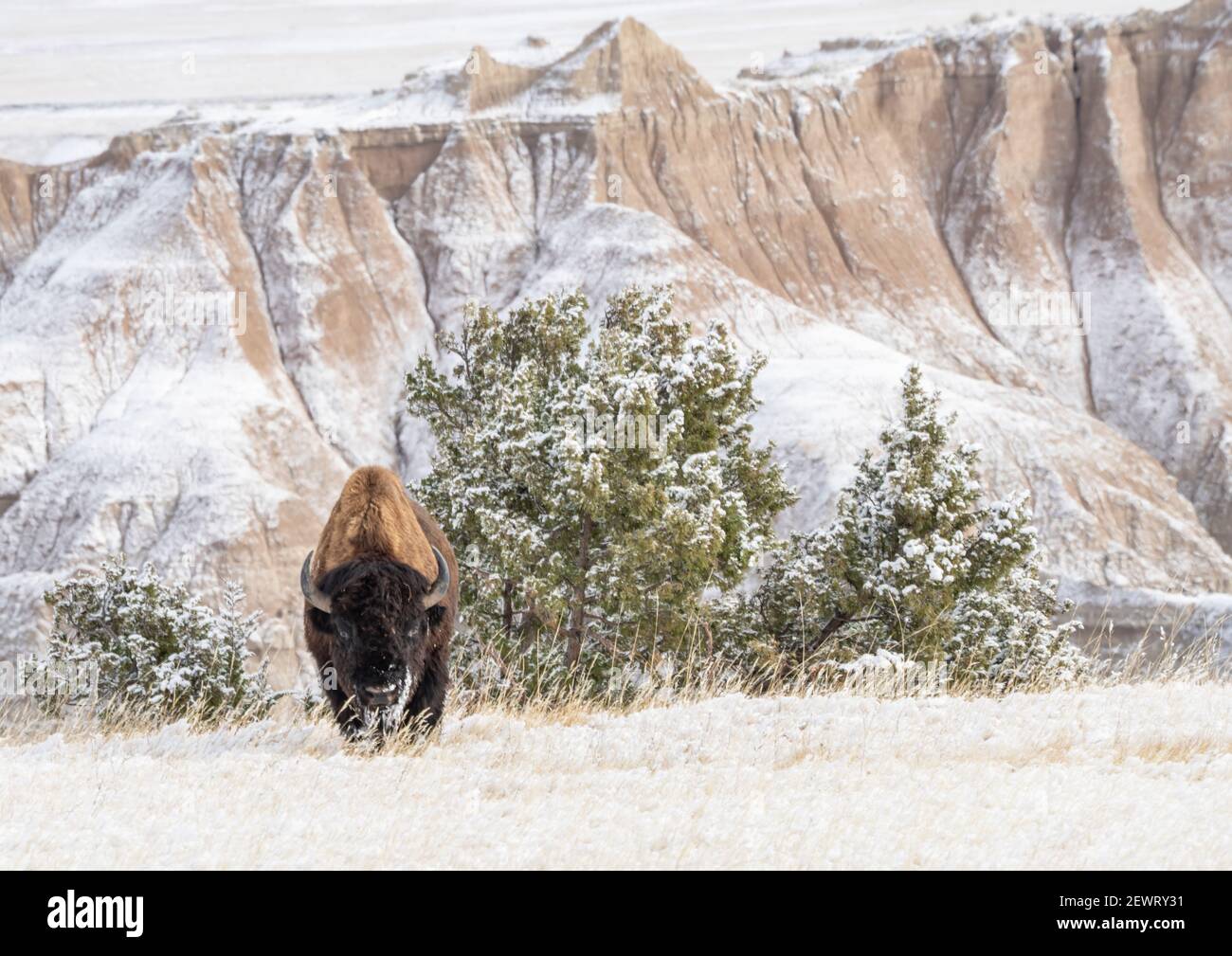 American Bison (Bison Bison) in the snow in the Badlands, Badlands National Park, South Dakota, United States of America, North America Stock Photo