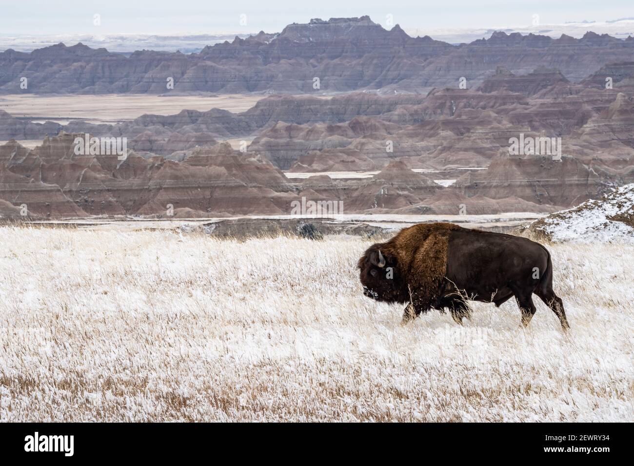 American Bison (Bison Bison) walking in the snow in the Badlands, Badlands National Park, South Dakota, United States of America, North America Stock Photo