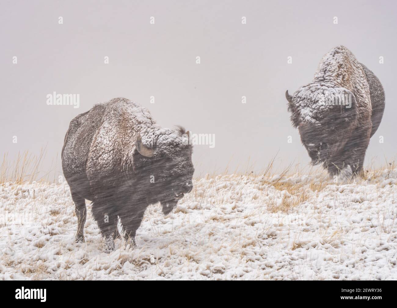 American bison (Bison Bison) in a driving snow storm, Badlands National Park, South Dakota, United States of America, North America Stock Photo