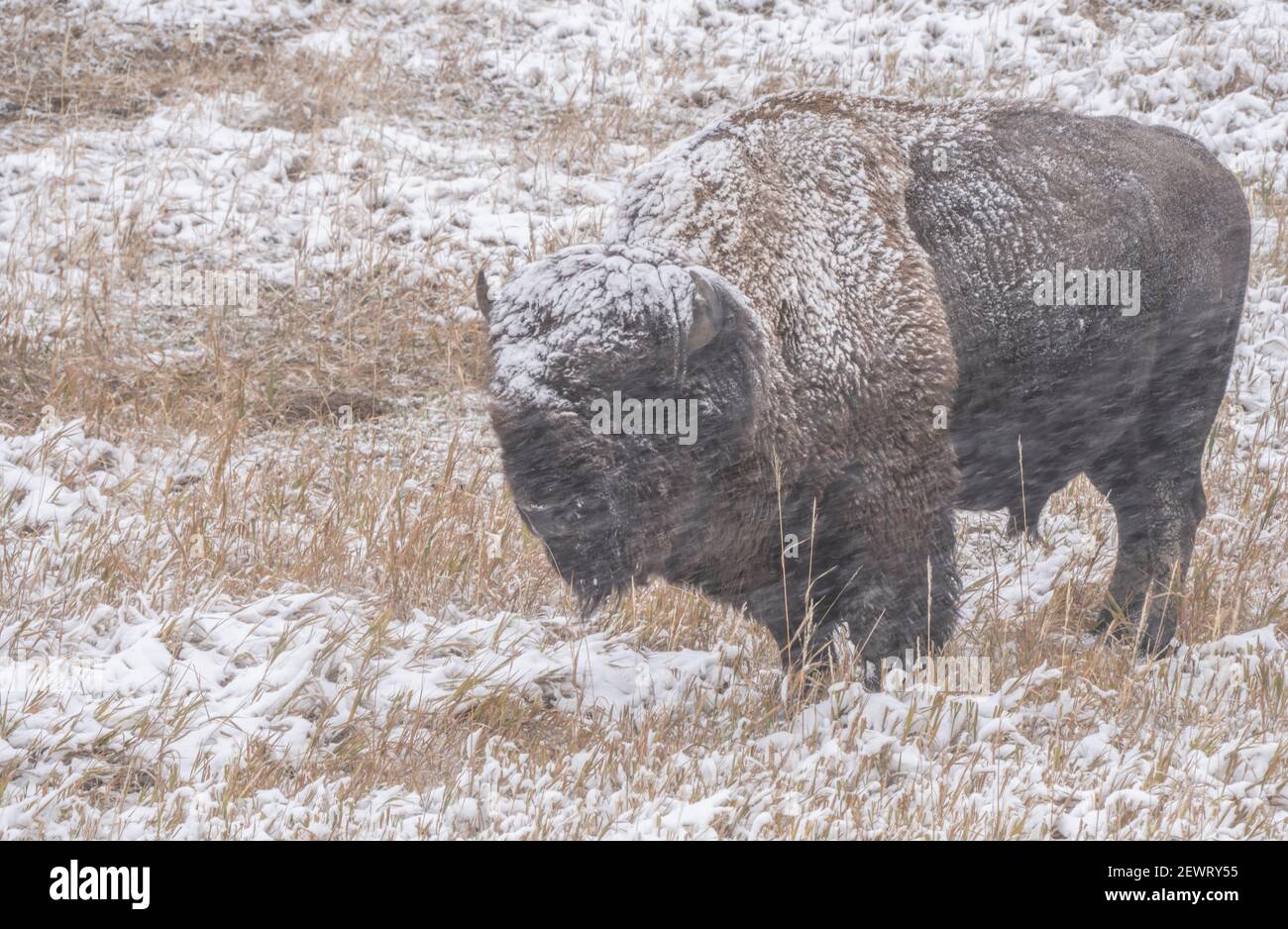 American bison (Bison Bison) in a driving snow storm, Badlands National Park, South Dakota, United States of America, North America Stock Photo