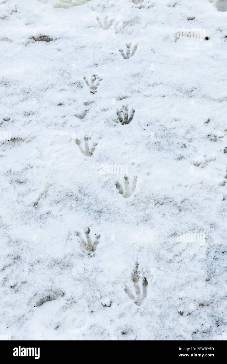 Penguin footprints in the snow, Antarctica, Polar Regions Stock Photo