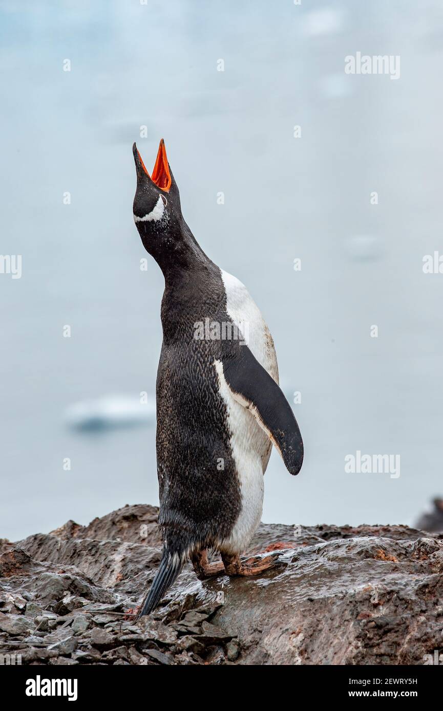 Gentoo peguin vocalizing, Antarctica, Polar Regions Stock Photo
