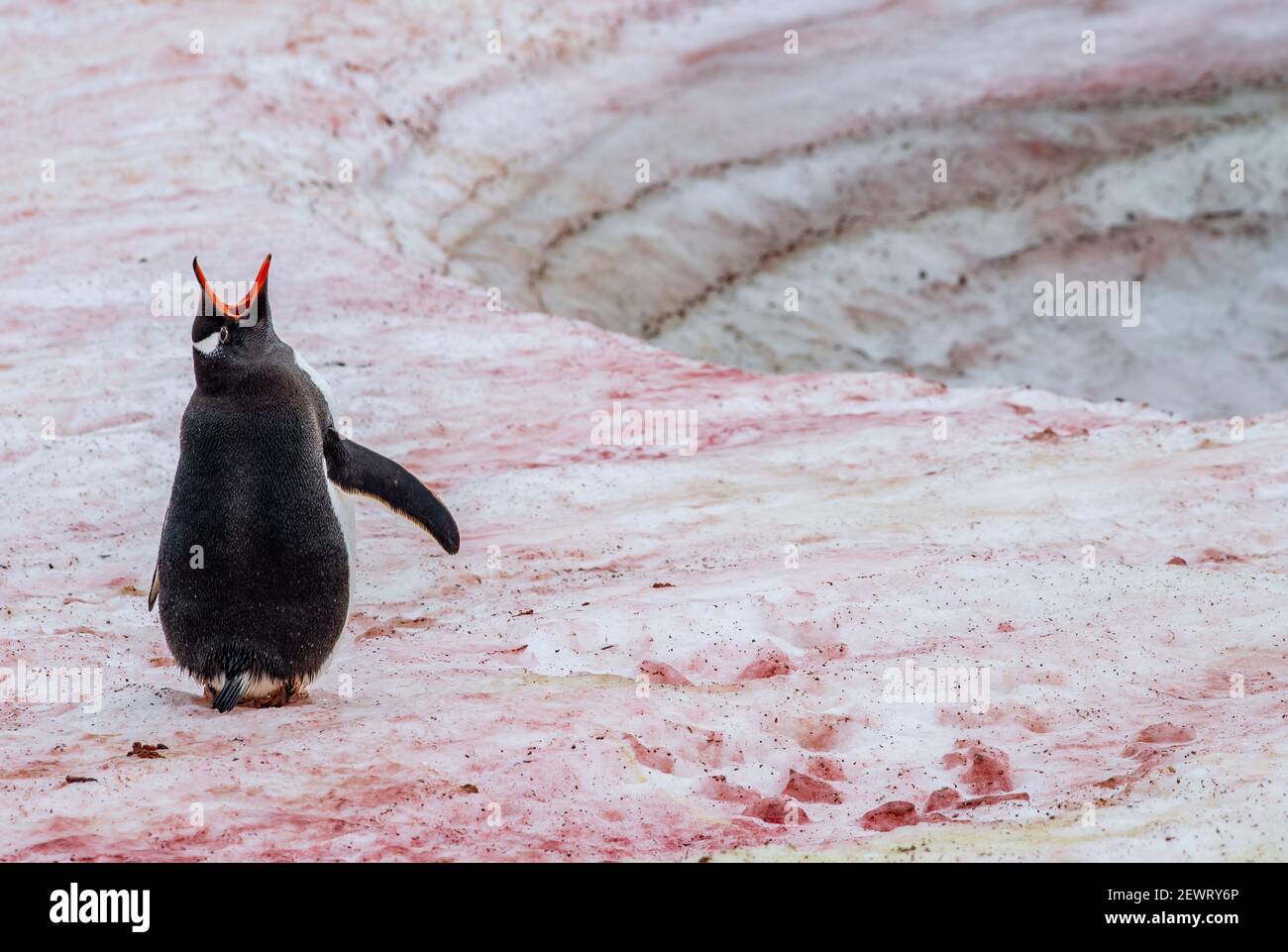 Gentoo penguin (Pygoscelis papua) vocalizing on snow with red algae, Antarctica, Polar Regions Stock Photo