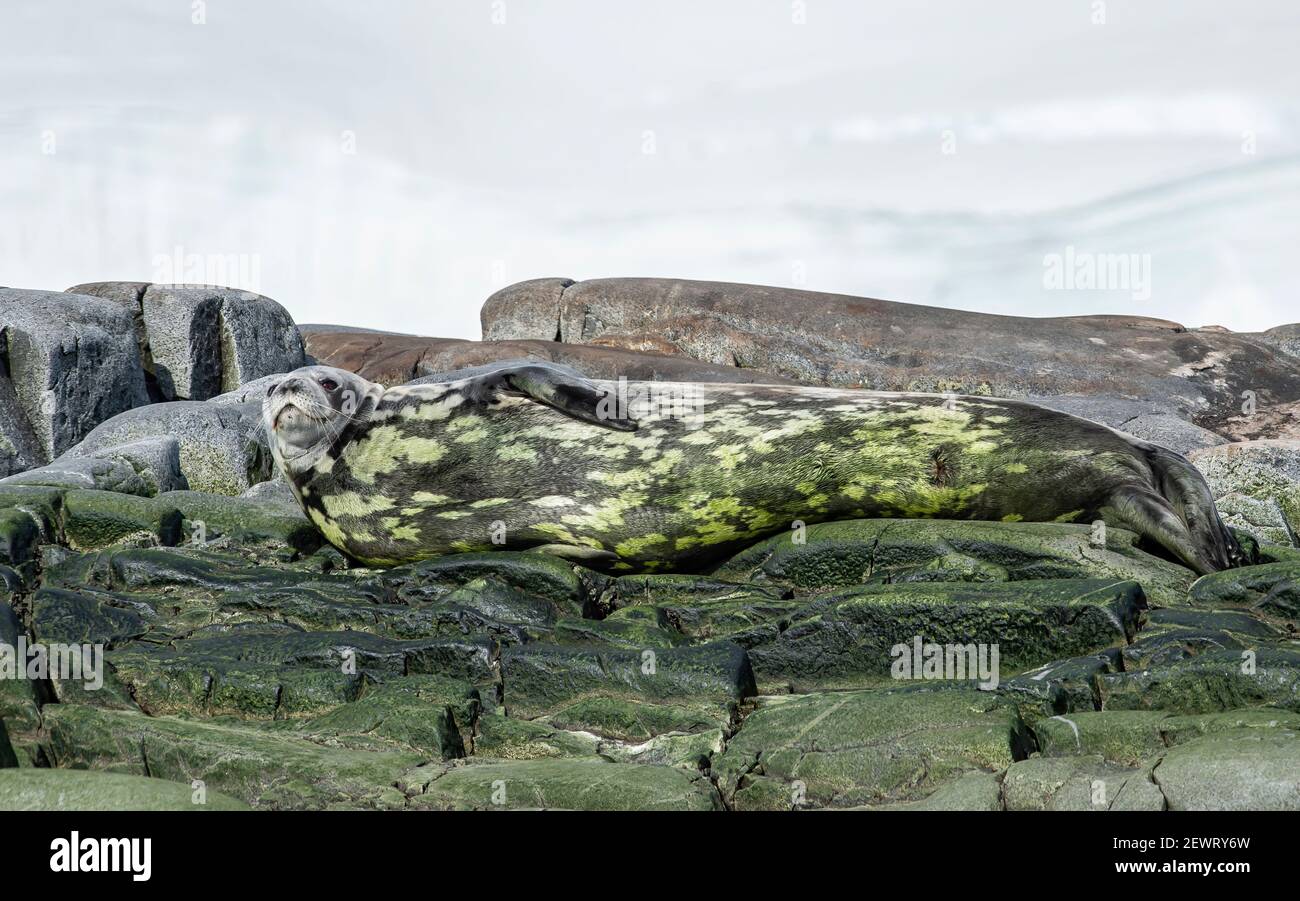 Crabeater seal camouflaged in algae, Antarctica, Polar Regions Stock Photo