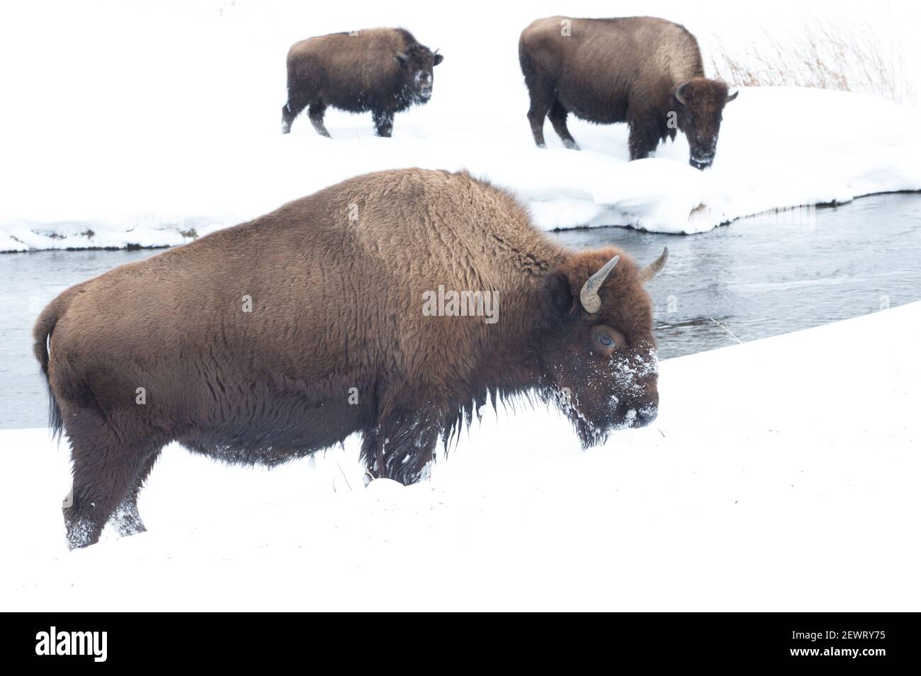 American bison (Bison Bison) in the snow on a river bank, Yellowstone National Park, UNESCO World Heritage Site, Wyoming, United States of America Stock Photo