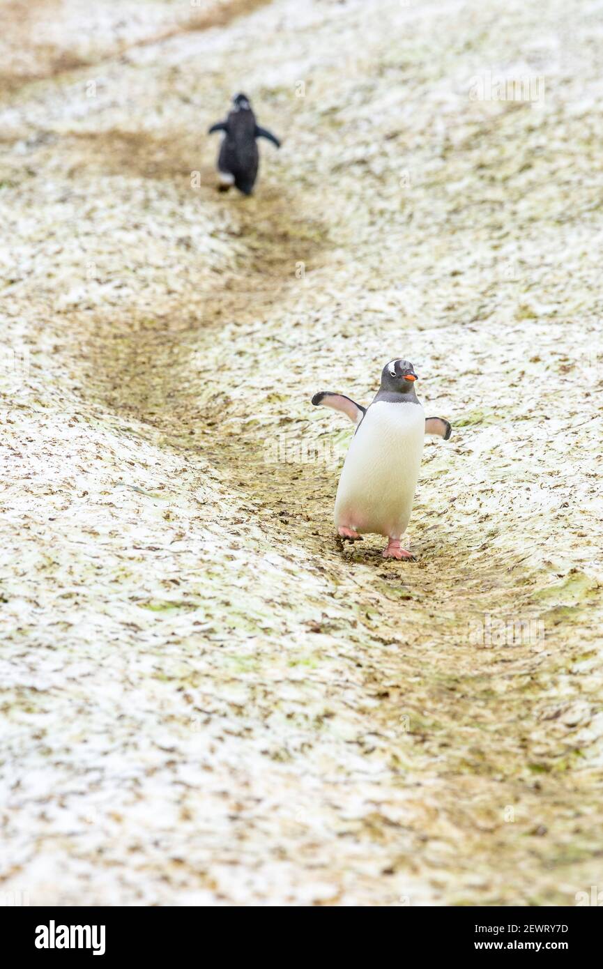 Penguins walking on paths to and from the ocean, Antarctica, Polar Regions Stock Photo