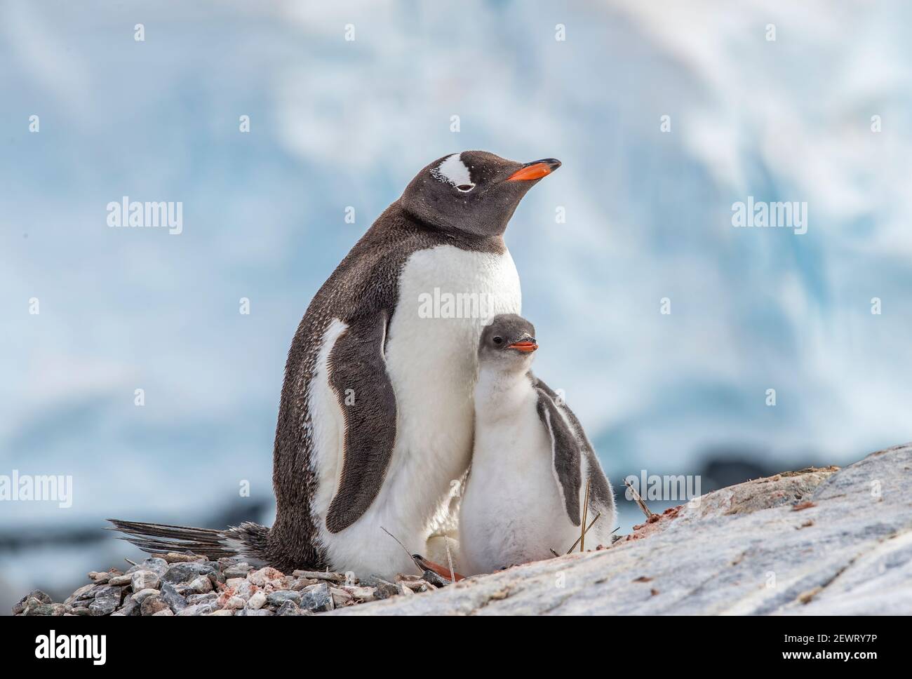 Gentoo penguin (Pygoscelis papua) with chick and egg, Antarctica, Polar Regions Stock Photo