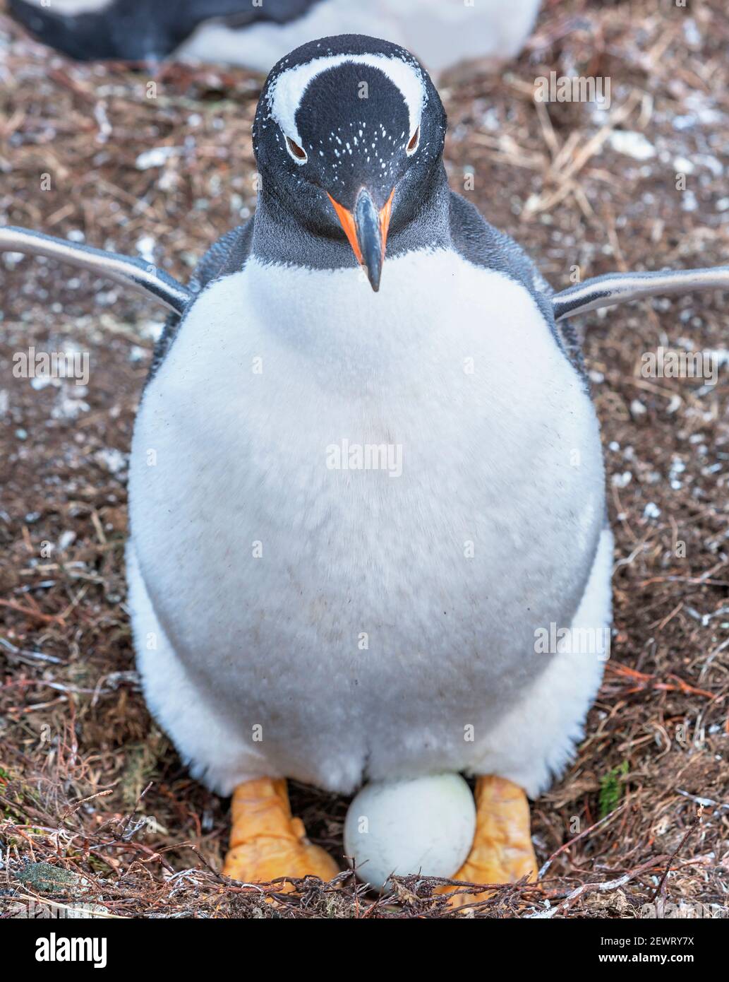 Sitting penguin hi-res stock photography and images - Alamy