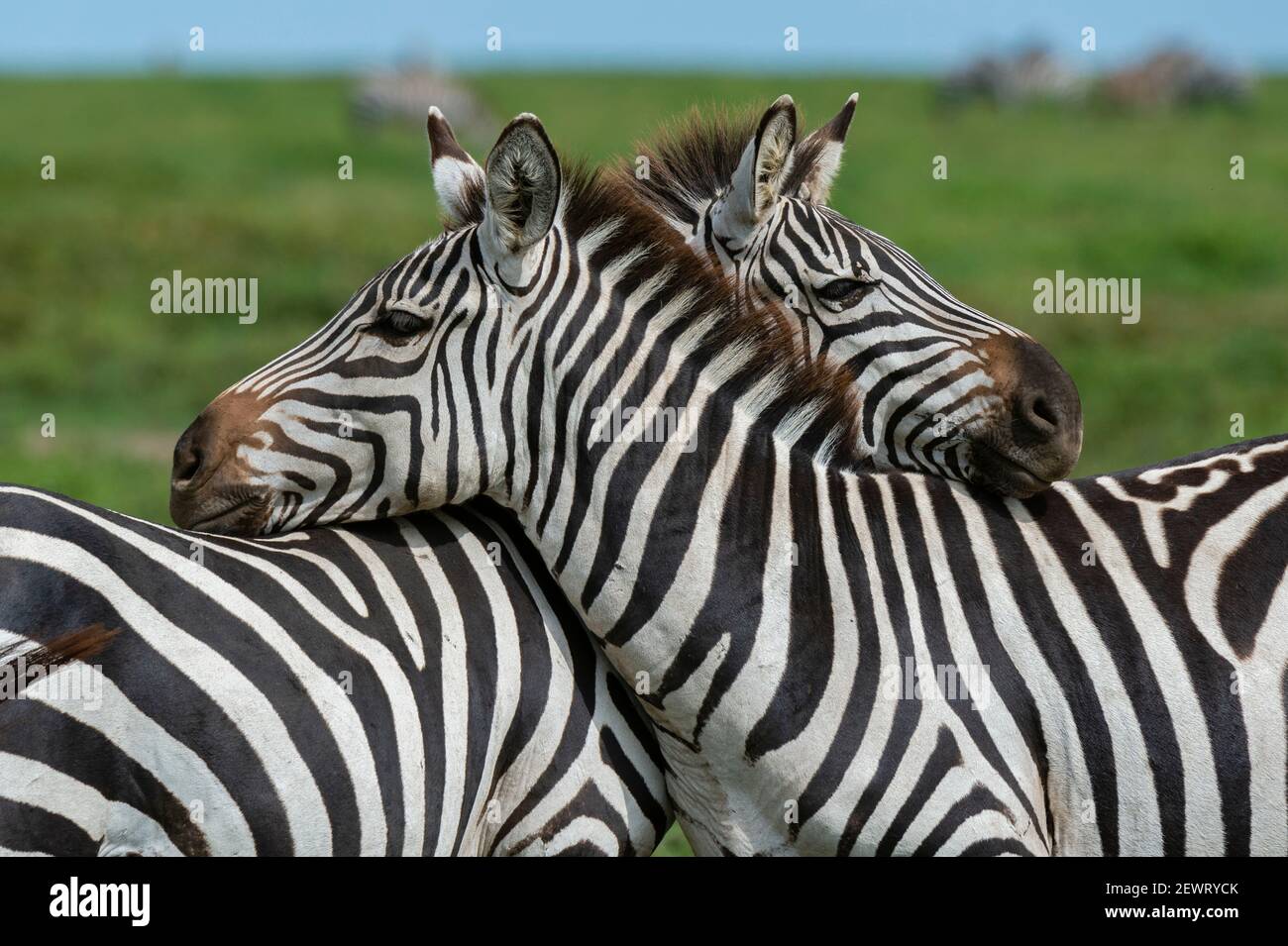 Plains zebras (Equus quagga), Ndutu, Ngorongoro Conservation Area, Serengeti, Tanzania, East Africa, Africa Stock Photo